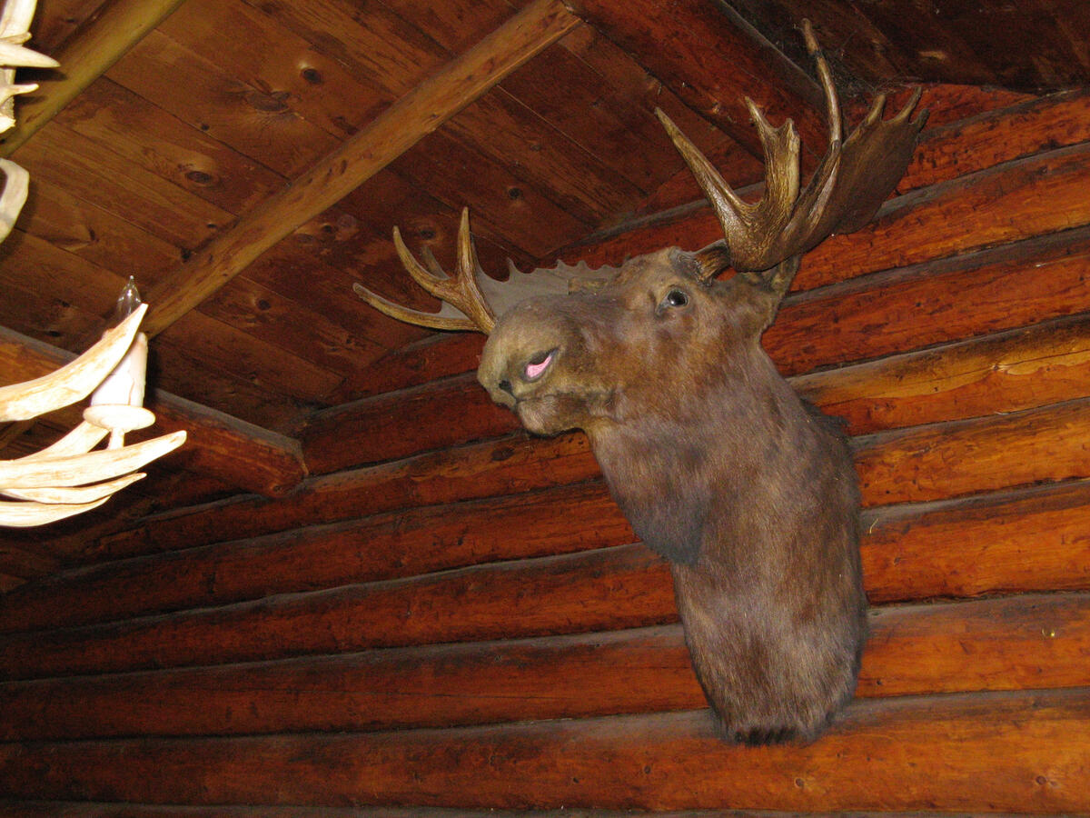 Moose on wall